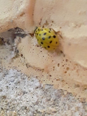 Psyllobora vigintiduopunctata