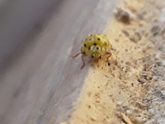 Psyllobora vigintiduopunctata