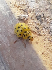 Psyllobora vigintiduopunctata