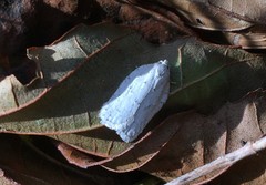 Acleris logiana
