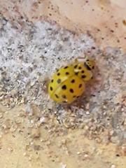 Psyllobora vigintiduopunctata