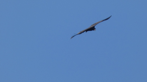 Vautour moine, jeune