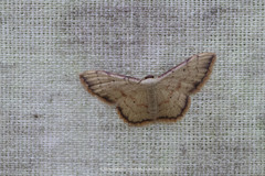 Idaea craspedota