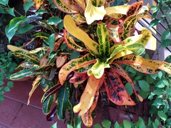 Codiaeum variegatum