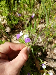 Collinsia linearis