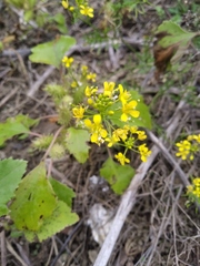 Rorippa brachycarpa