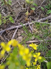 Rorippa brachycarpa