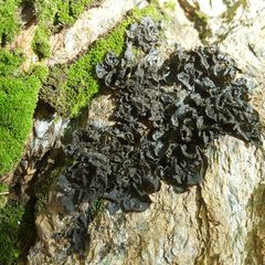 Collema flaccidum