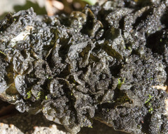 Collema flaccidum