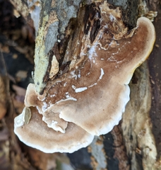 Steccherinum reniforme