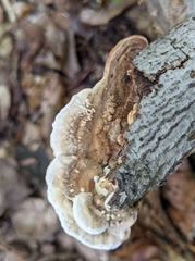 Steccherinum reniforme