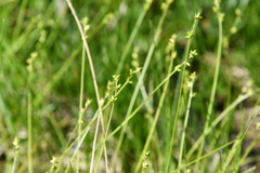 Carex loliacea