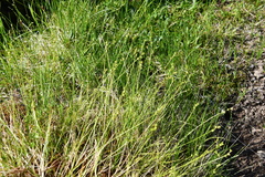 Carex loliacea