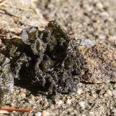 Collema flaccidum