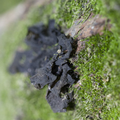 Collema flaccidum