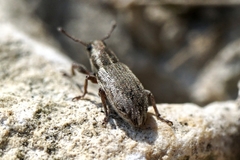 Sitona humeralis