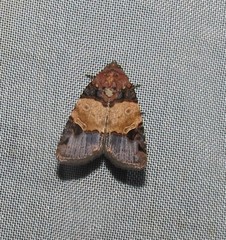 Hampsonodes naevia