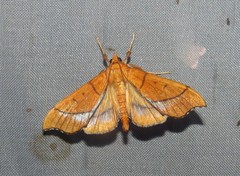 Anarmodia