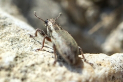 Sitona humeralis