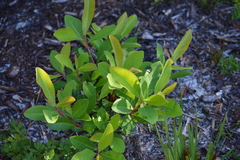 Gordonia lasianthus