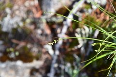 Carex loliacea
