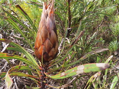 Protea longifolia minor