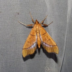 Anarmodia