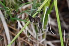 Carex magellanica