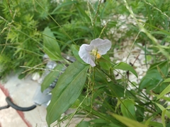 Commelina erecta