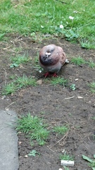 Columba livia domestica