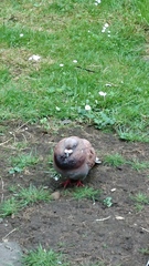 Columba livia domestica