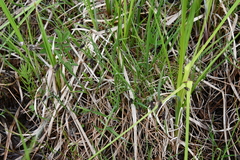 Carex magellanica