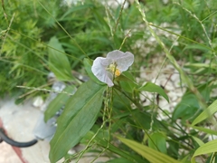 Commelina erecta