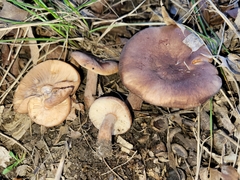 Lactarius mutabilis