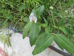 Commelina erecta