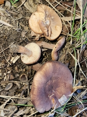 Lactarius mutabilis