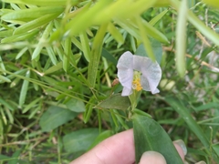 Commelina erecta