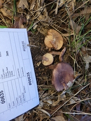 Lactarius mutabilis