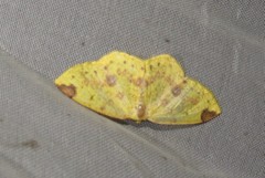 Periclina apricaria
