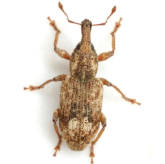 Listronotus appendiculatus