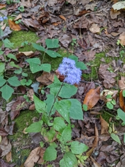 Conoclinium coelestinum