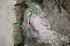 Diaethria anna