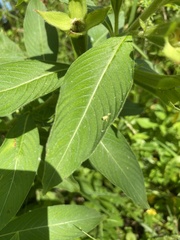 Ludwigia peruviana image