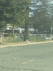 Ardea alba