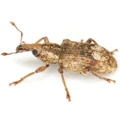 Listronotus appendiculatus