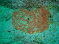 Dragmacidon mexicanum