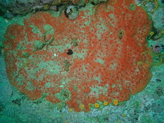 Dragmacidon mexicanum