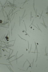 Dragmacidon mexicanum