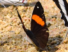 Diaethria pandama