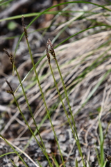 Carex melanocarpa